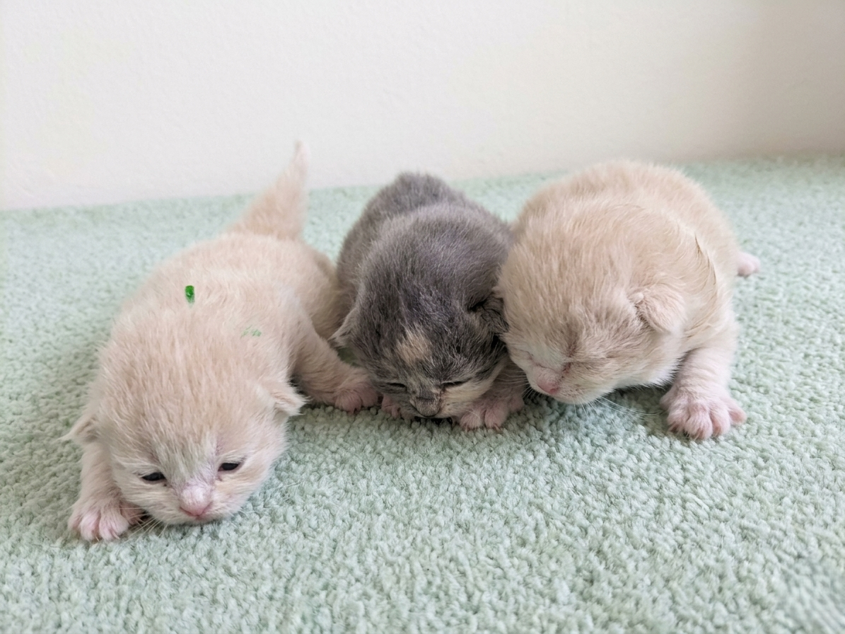 赤ちゃん写真1-3