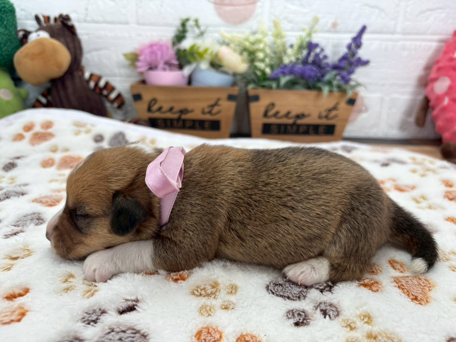 赤ちゃん写真1-2