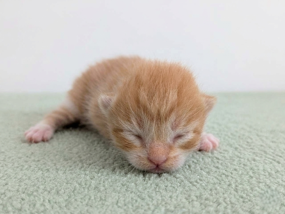 赤ちゃん写真1-1