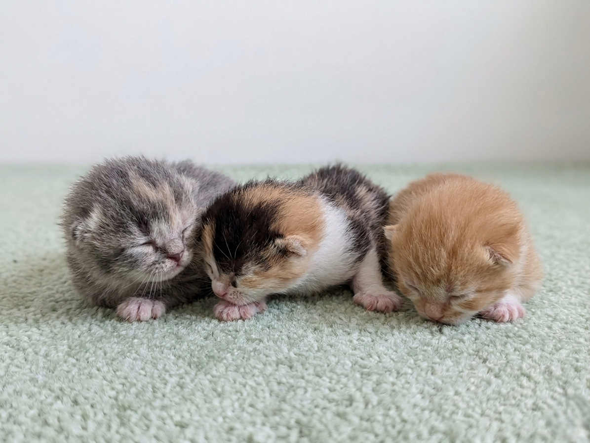 赤ちゃん写真1-3