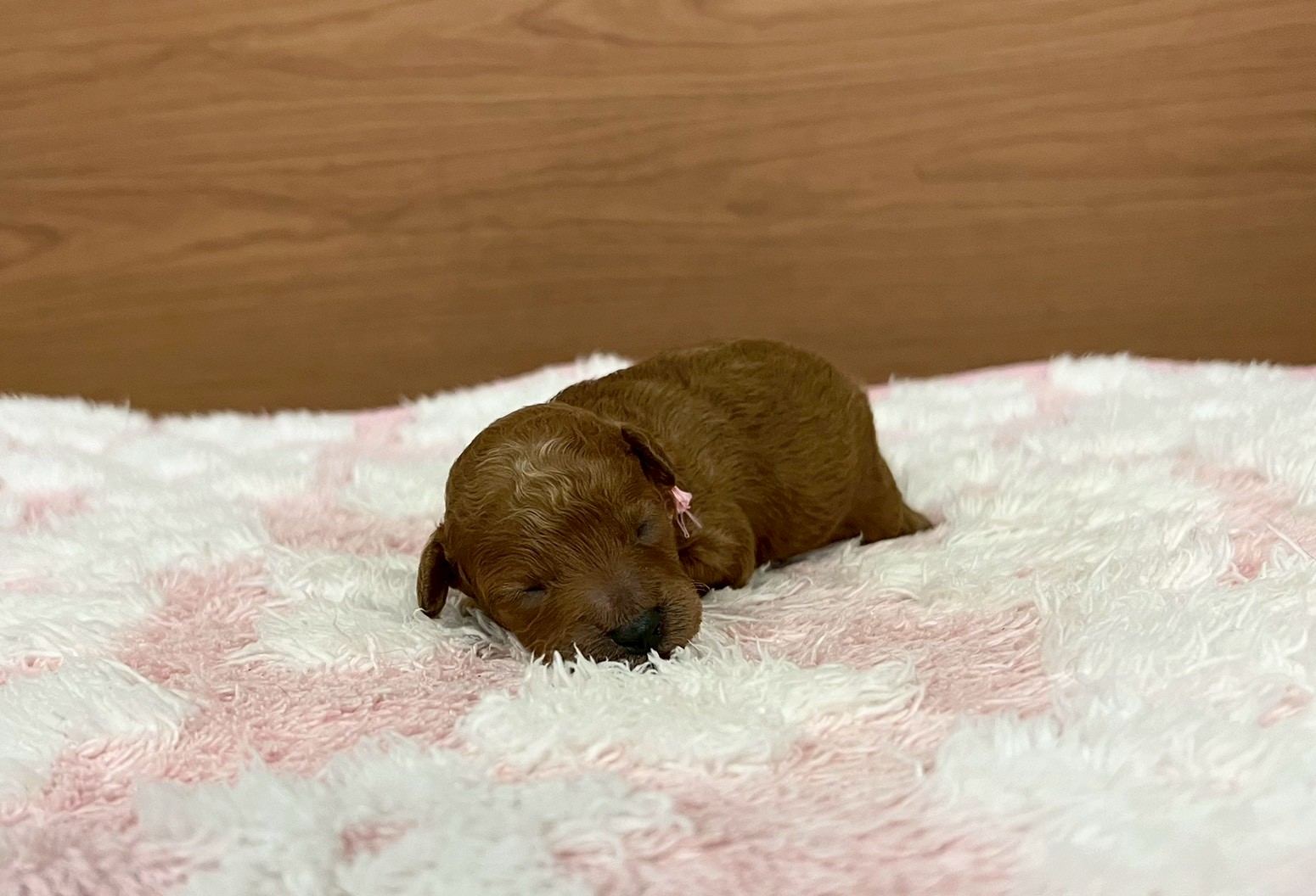 赤ちゃん写真1-1