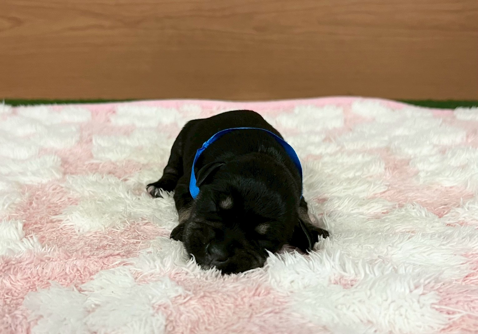 赤ちゃん写真1-1