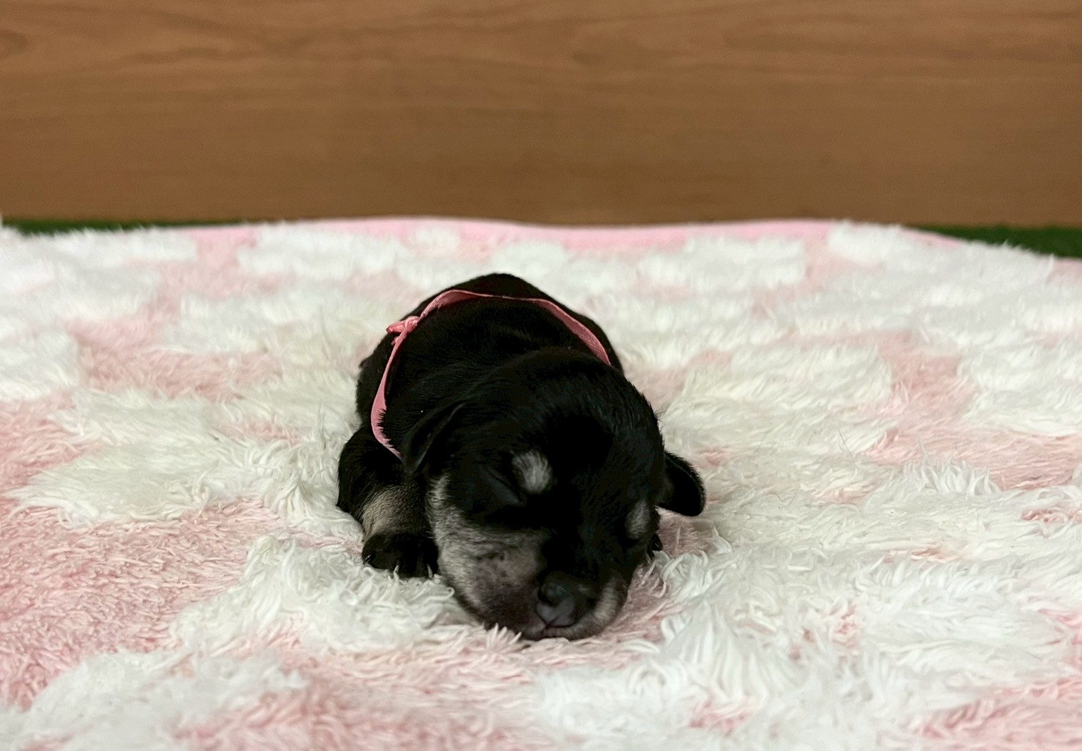 赤ちゃん写真1-1