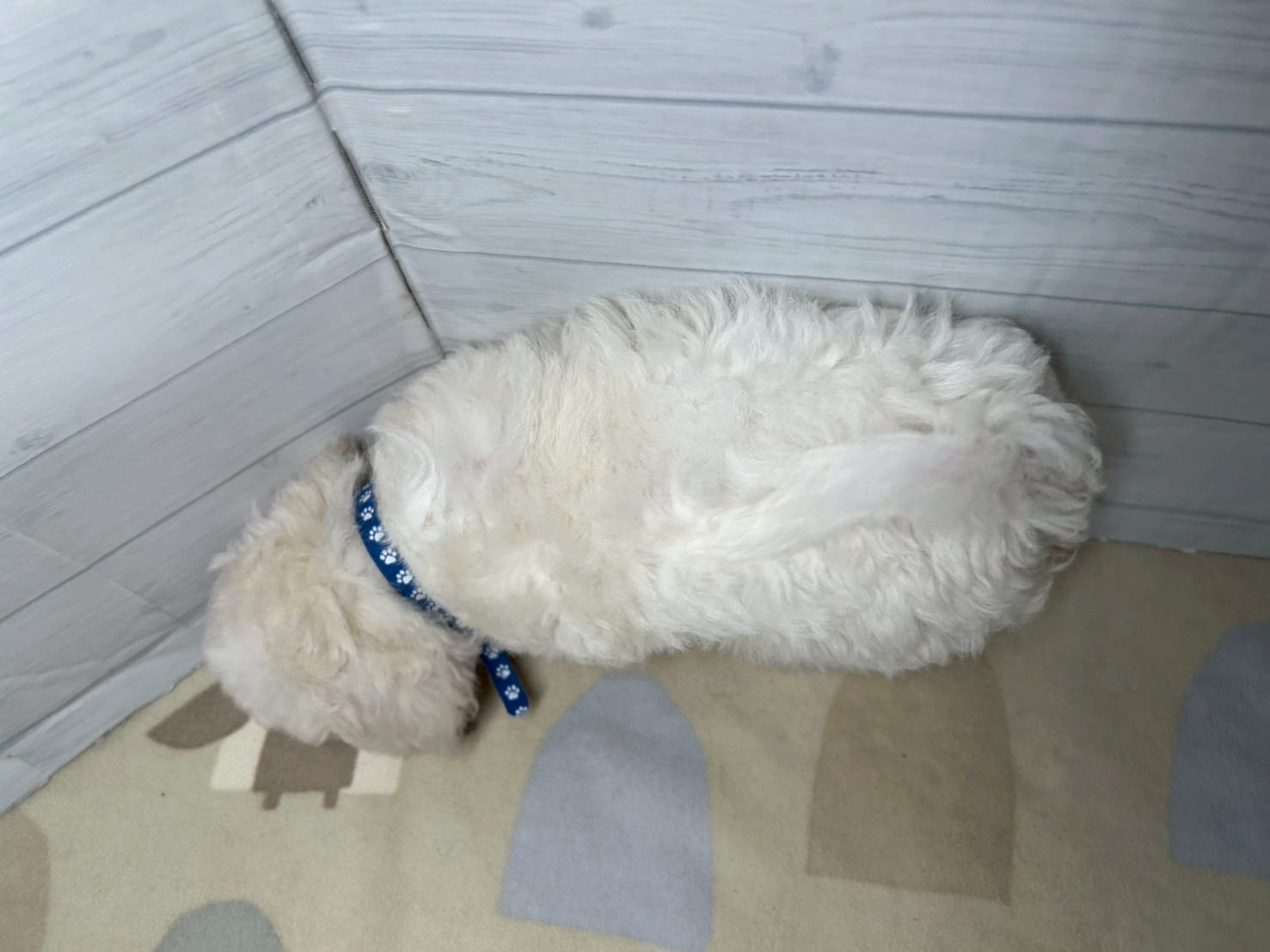 赤ちゃん写真3-3