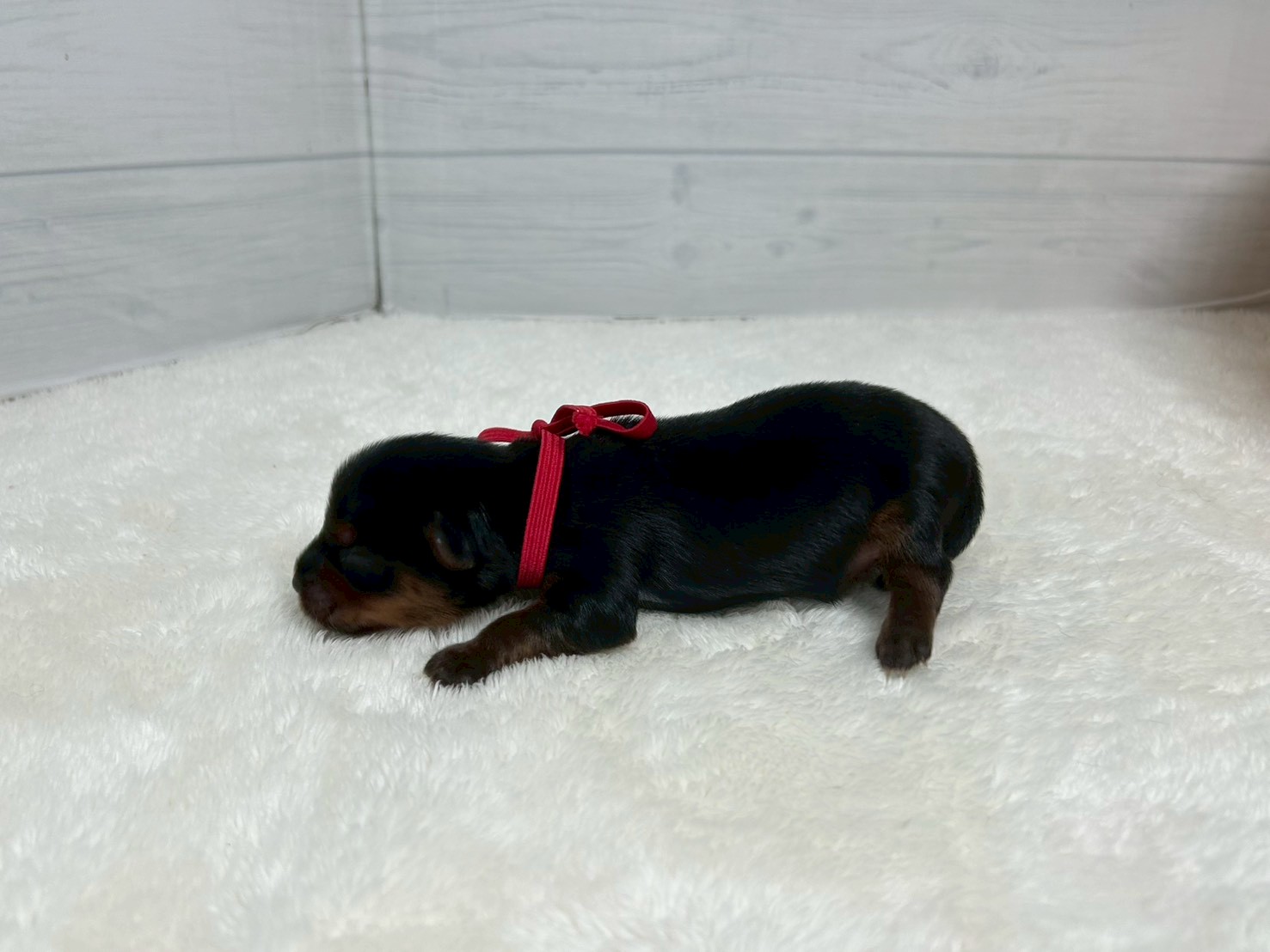赤ちゃん写真1-2