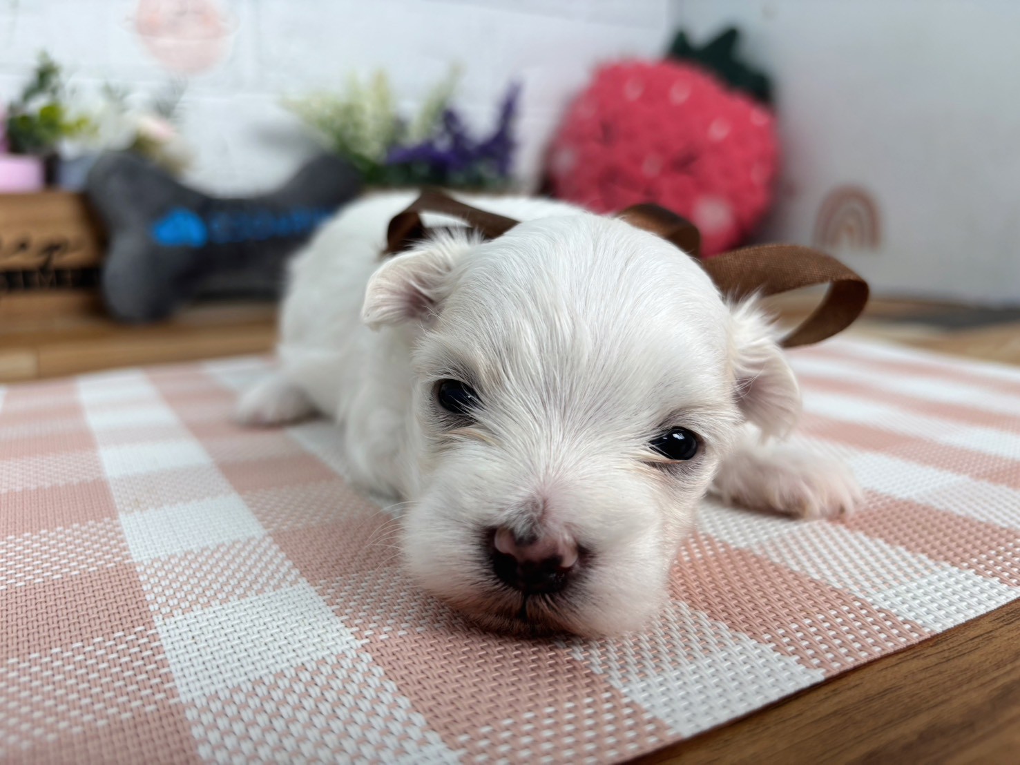 赤ちゃん写真2-1
