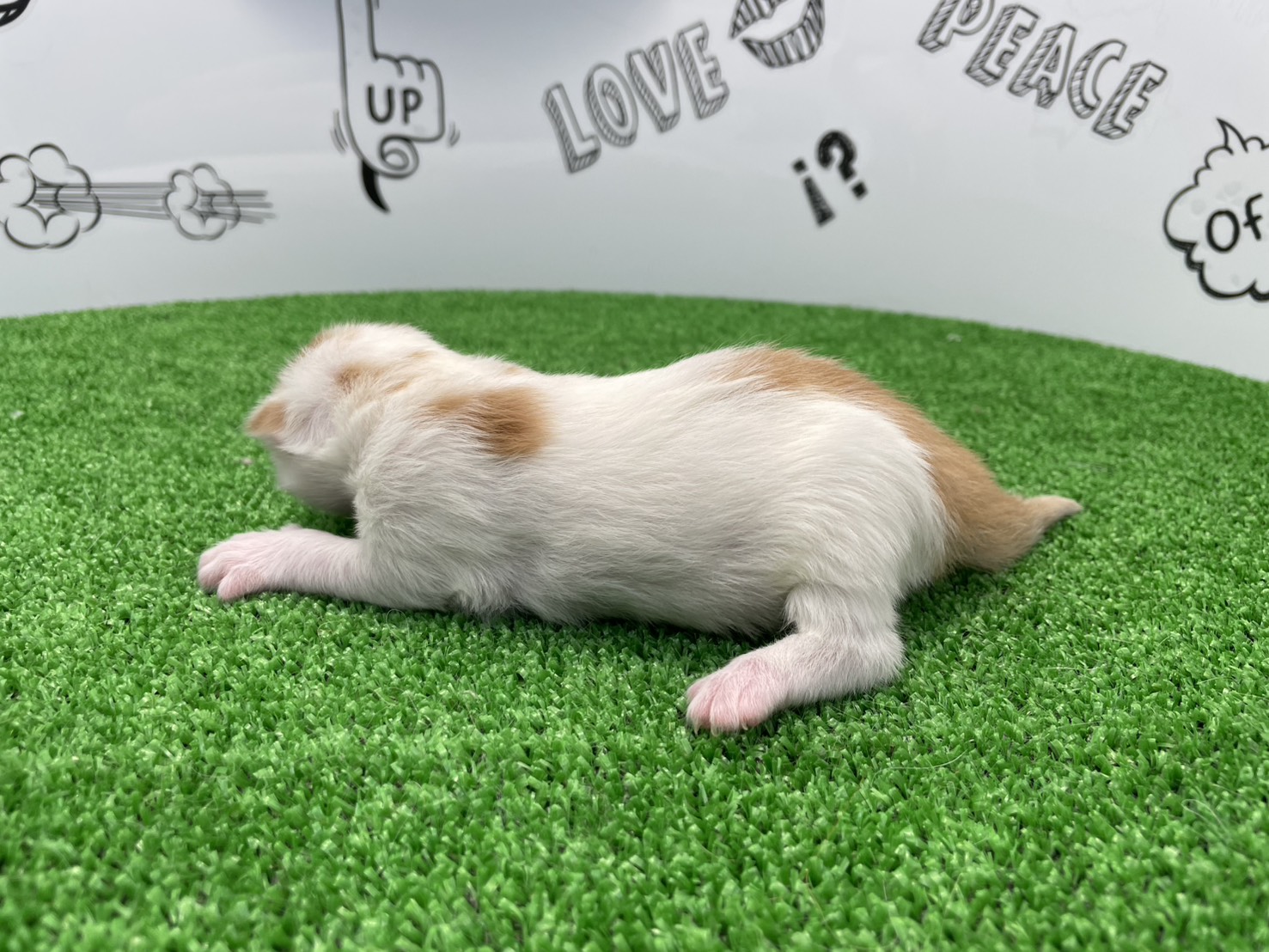 赤ちゃん写真1-2