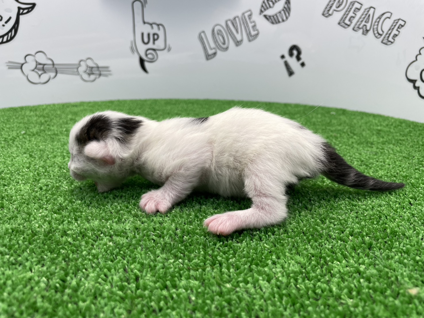 赤ちゃん写真1-2