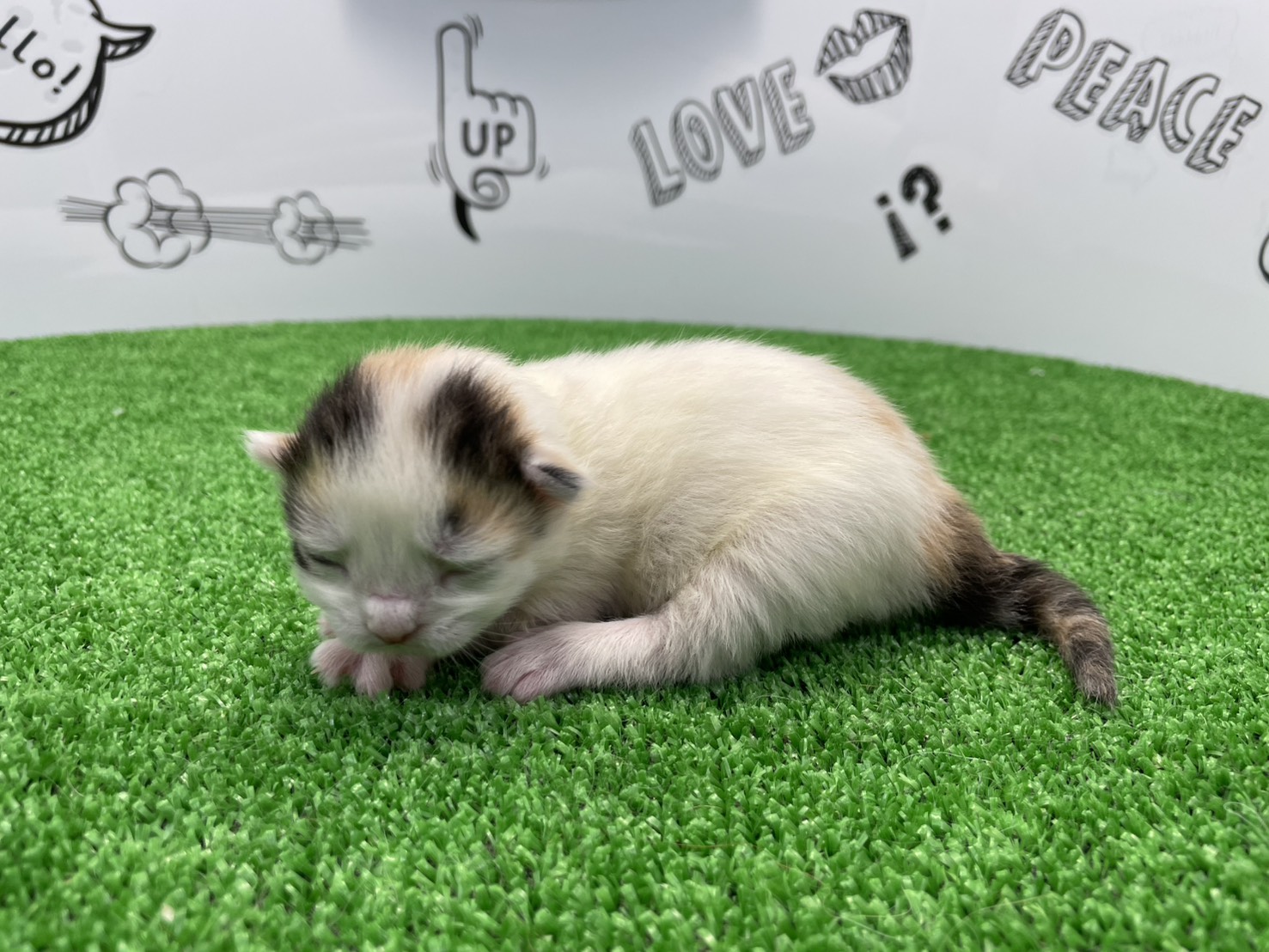 赤ちゃん写真1-2