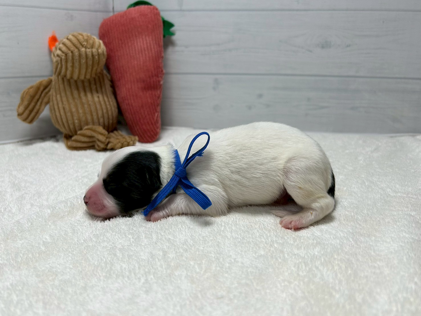 赤ちゃん写真1-2