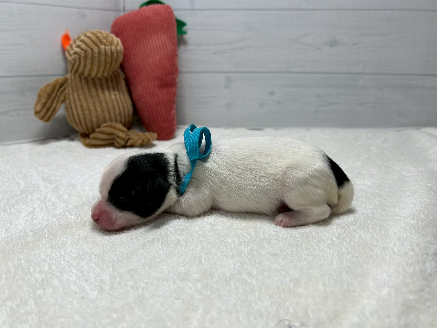 赤ちゃん写真1-2