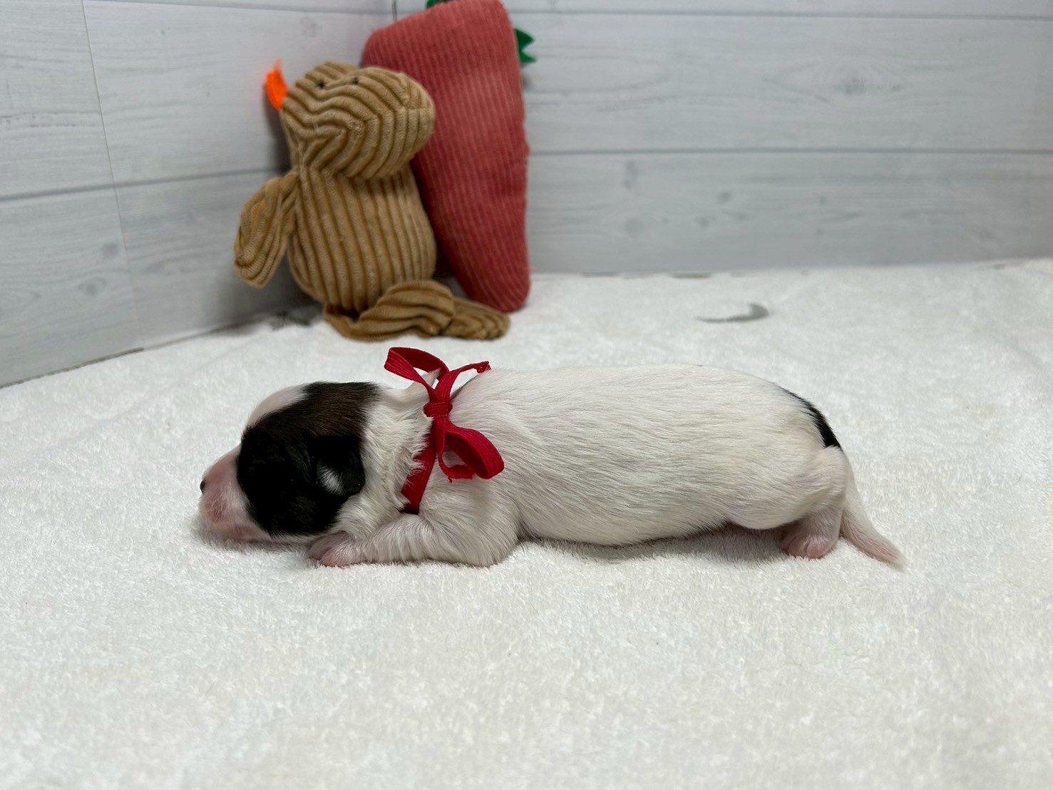 赤ちゃん写真1-2