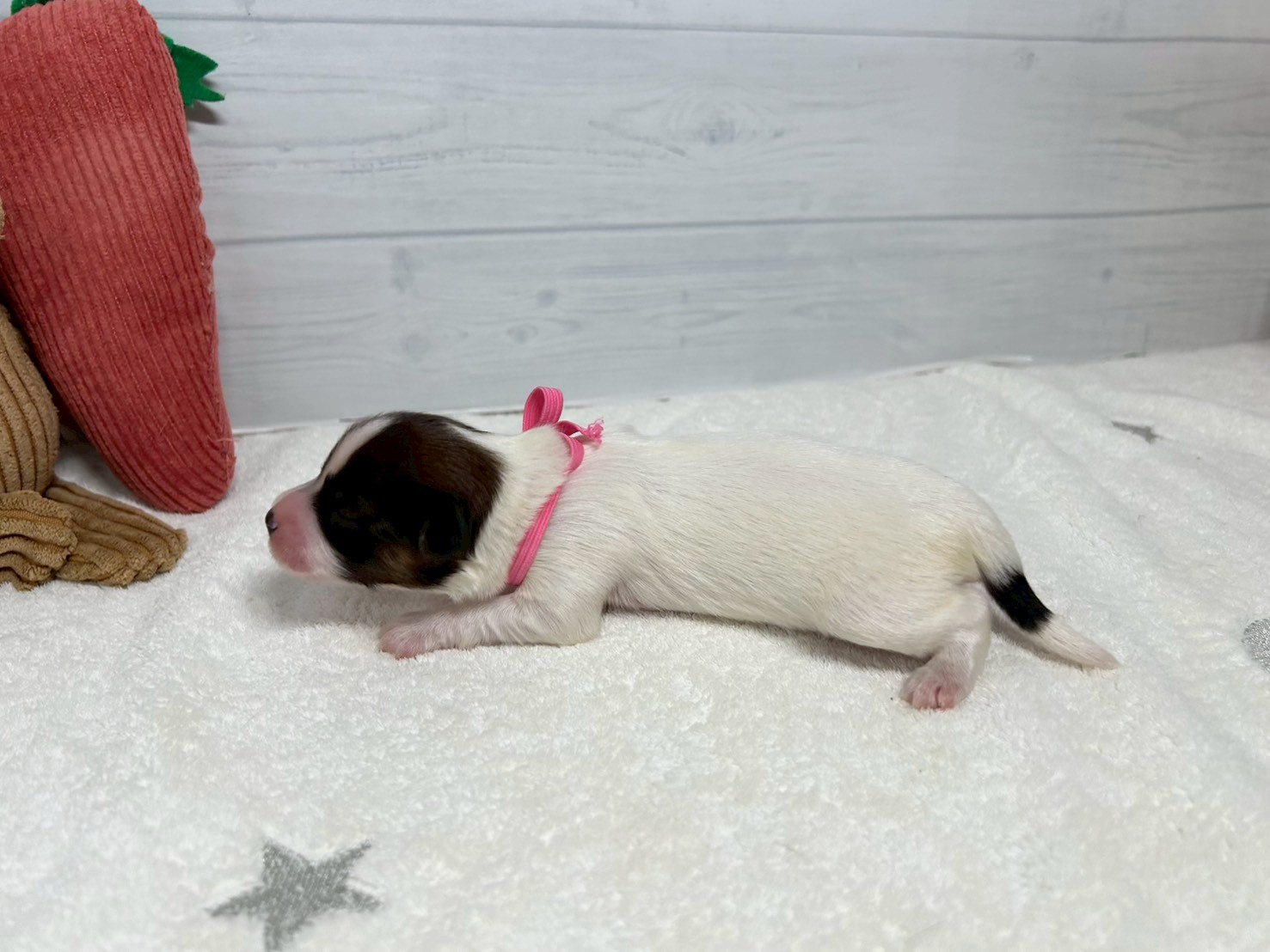 赤ちゃん写真1-2