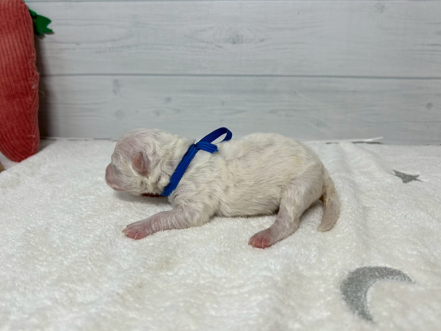 赤ちゃん写真1-2