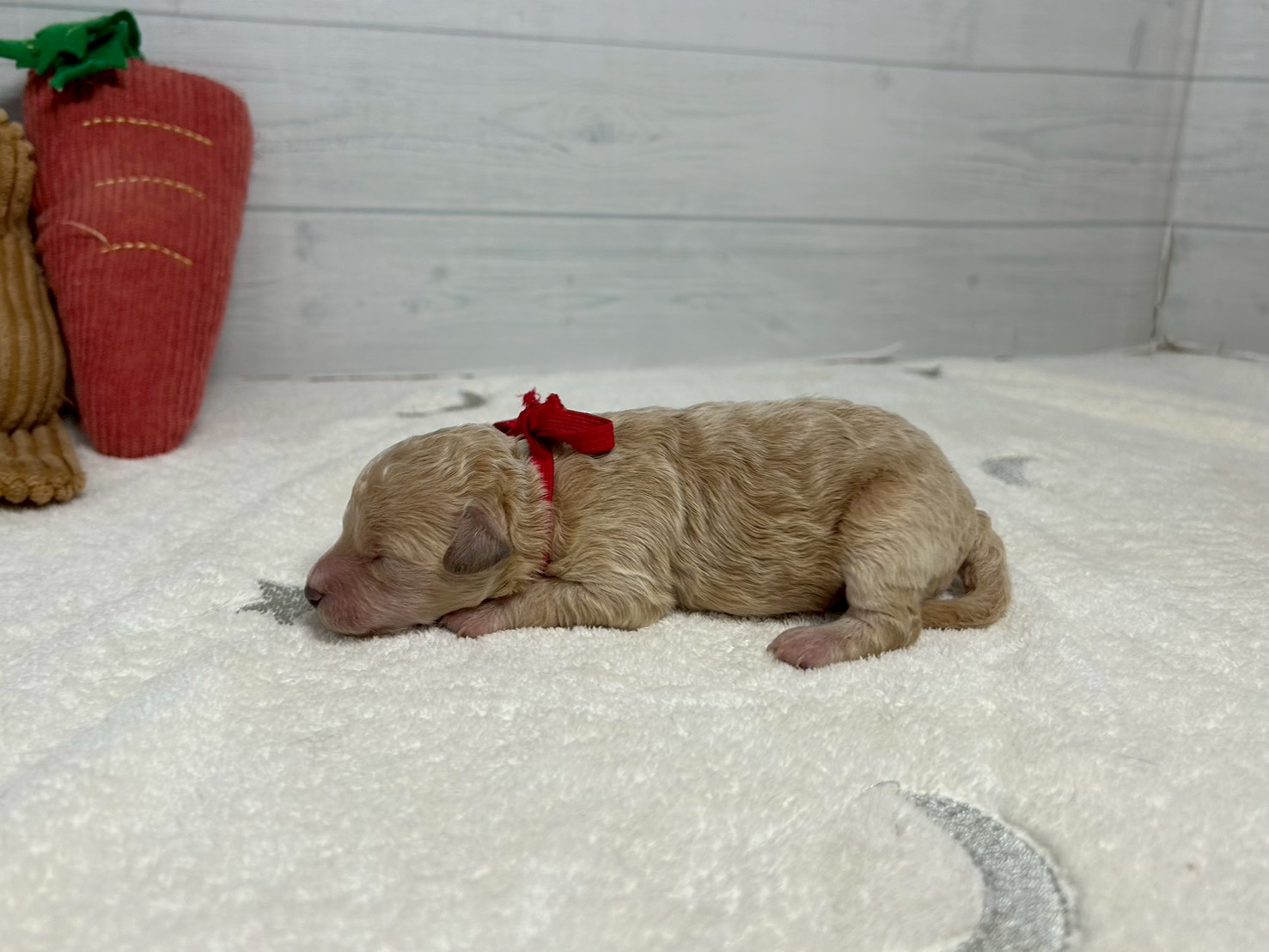 赤ちゃん写真1-2