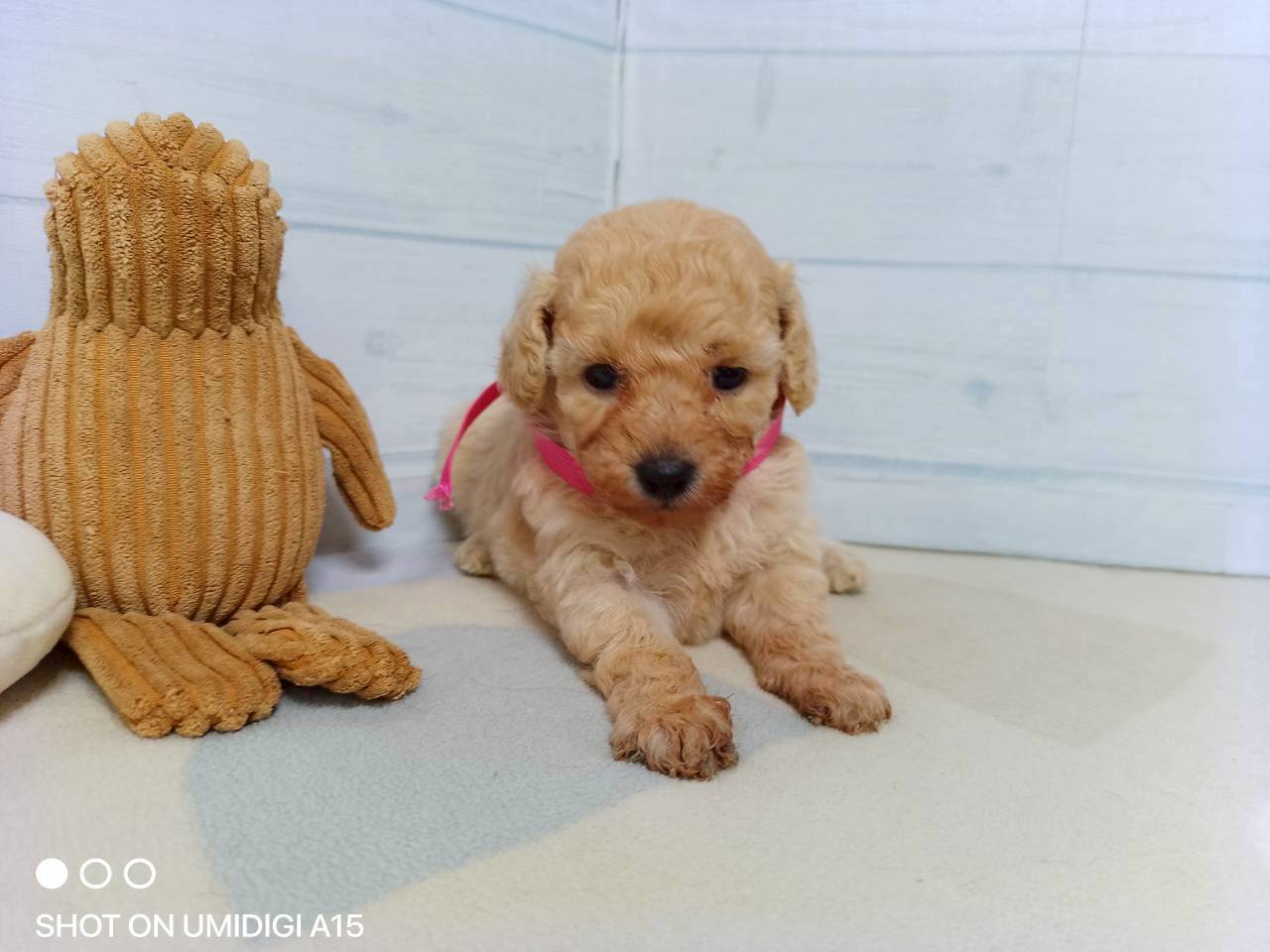 赤ちゃん写真2-1