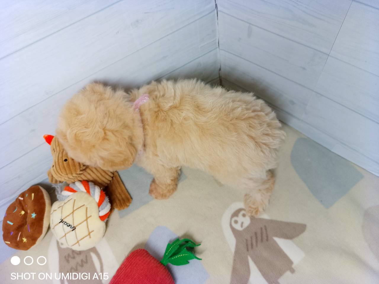 赤ちゃん写真3-3