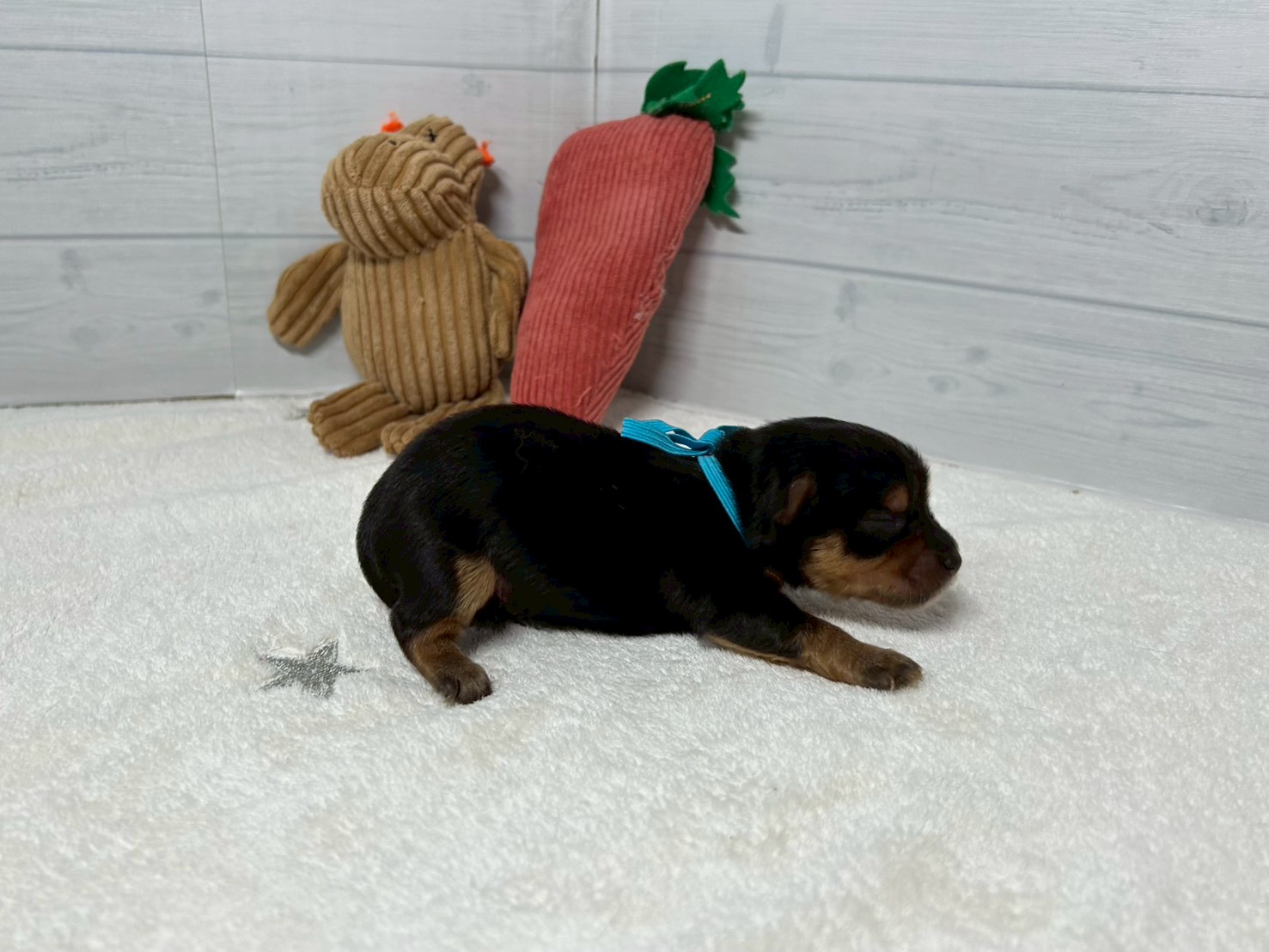 赤ちゃん写真1-2