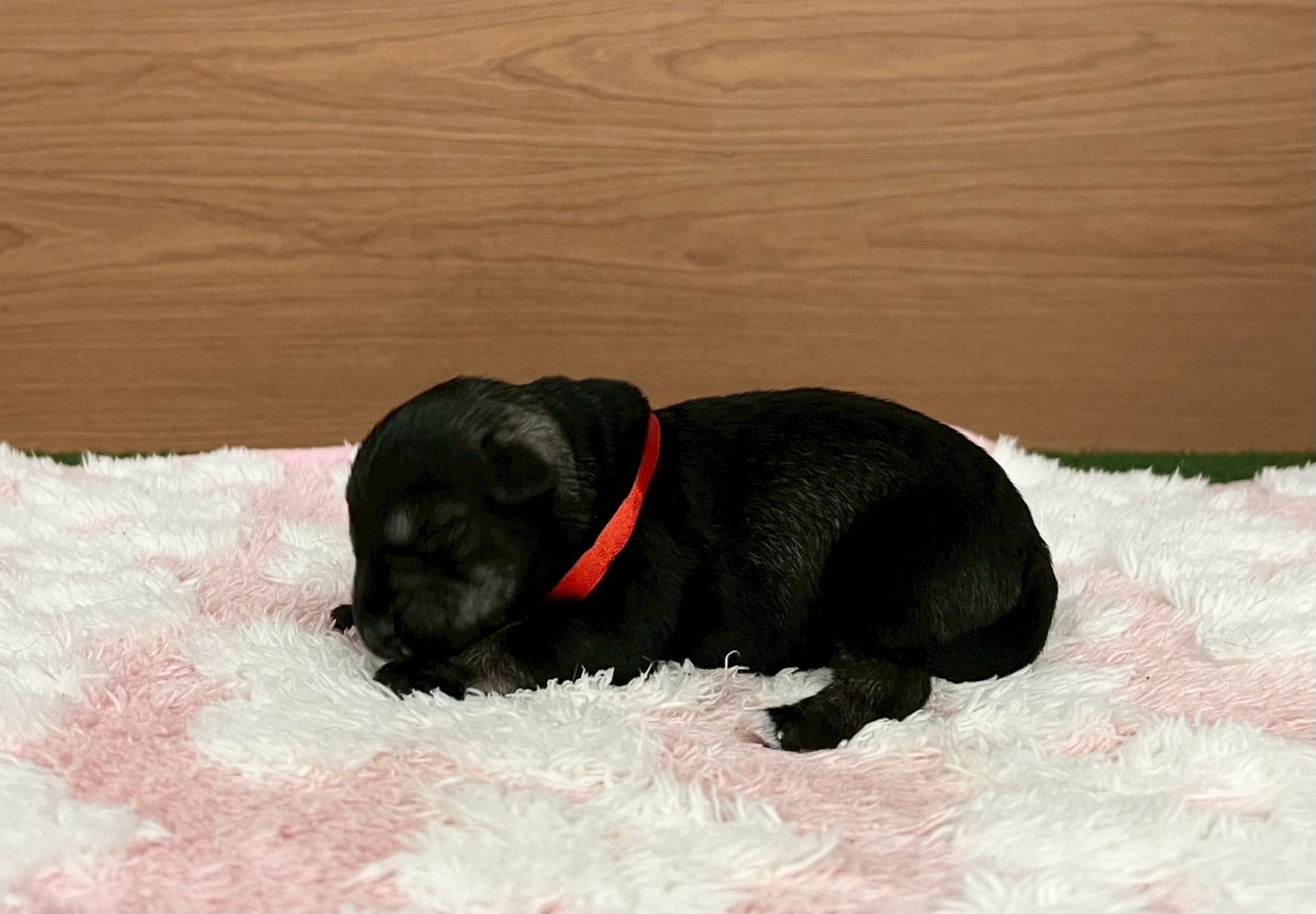 赤ちゃん写真1-2