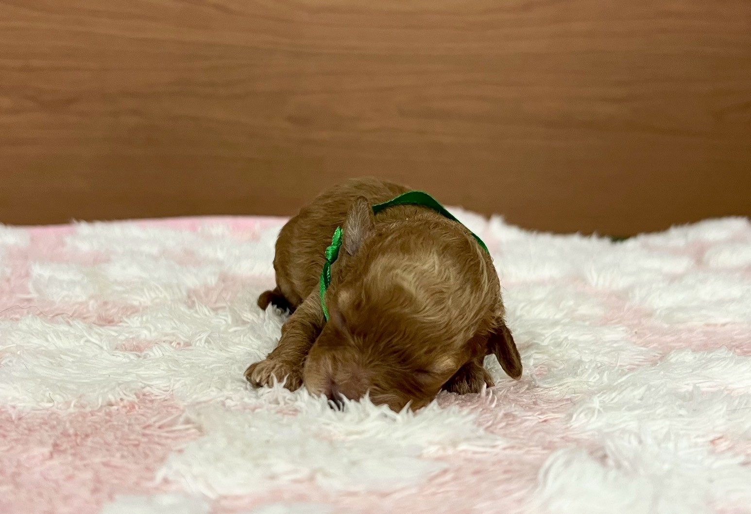 赤ちゃん写真1-1