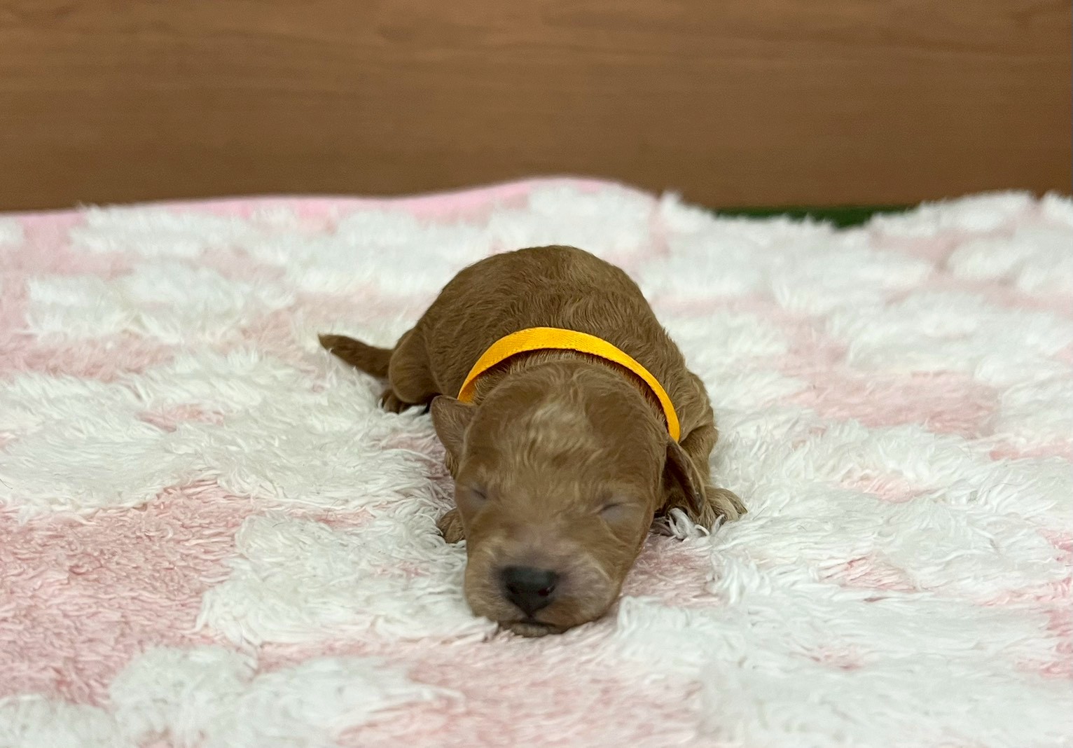 赤ちゃん写真1-1