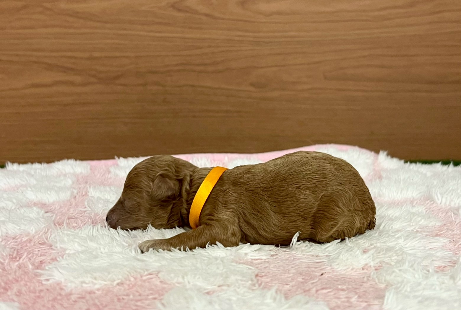 赤ちゃん写真1-2