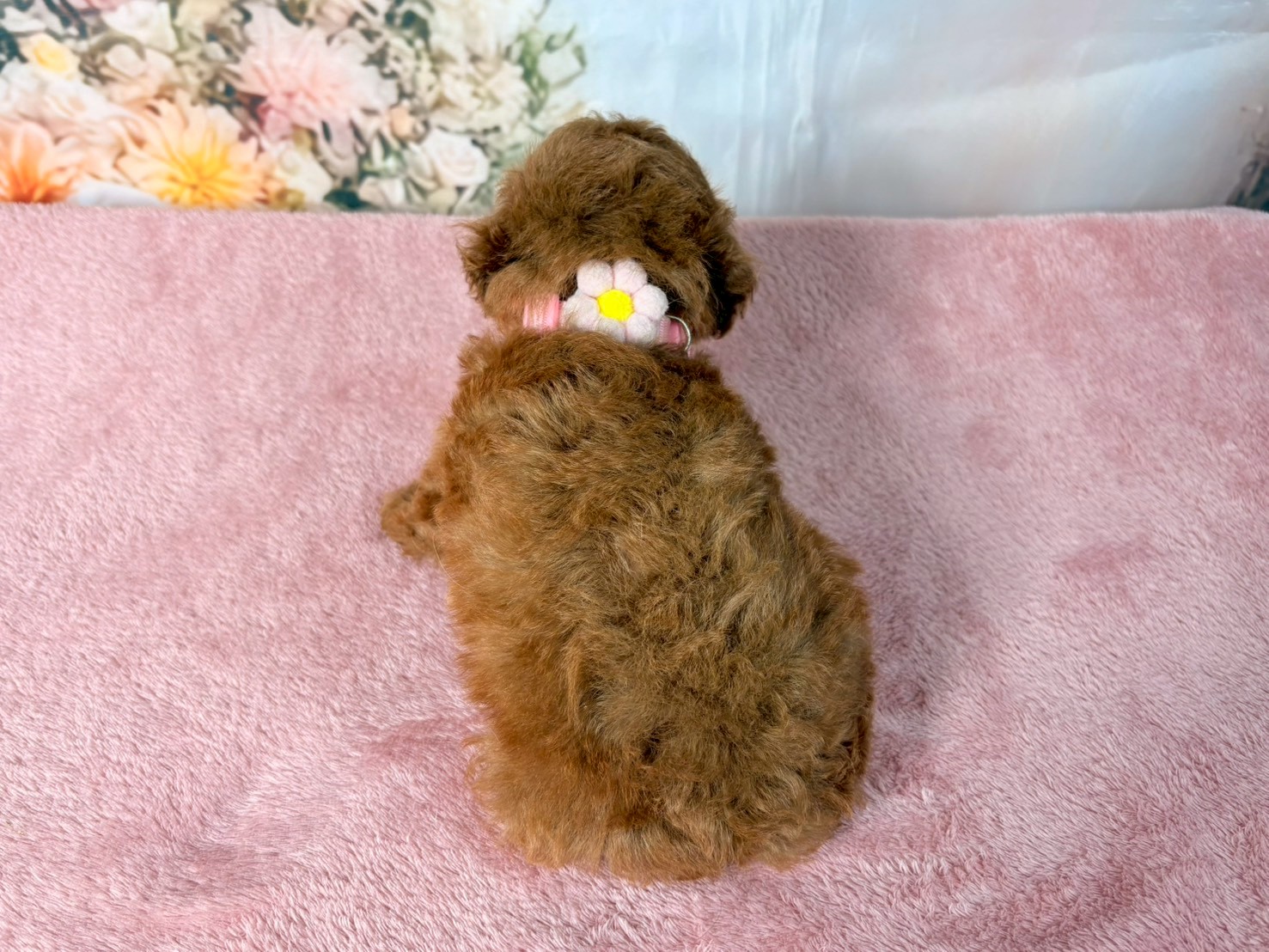 赤ちゃん写真3-3