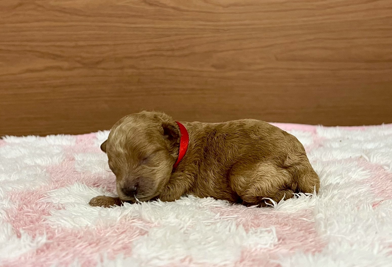 赤ちゃん写真1-2