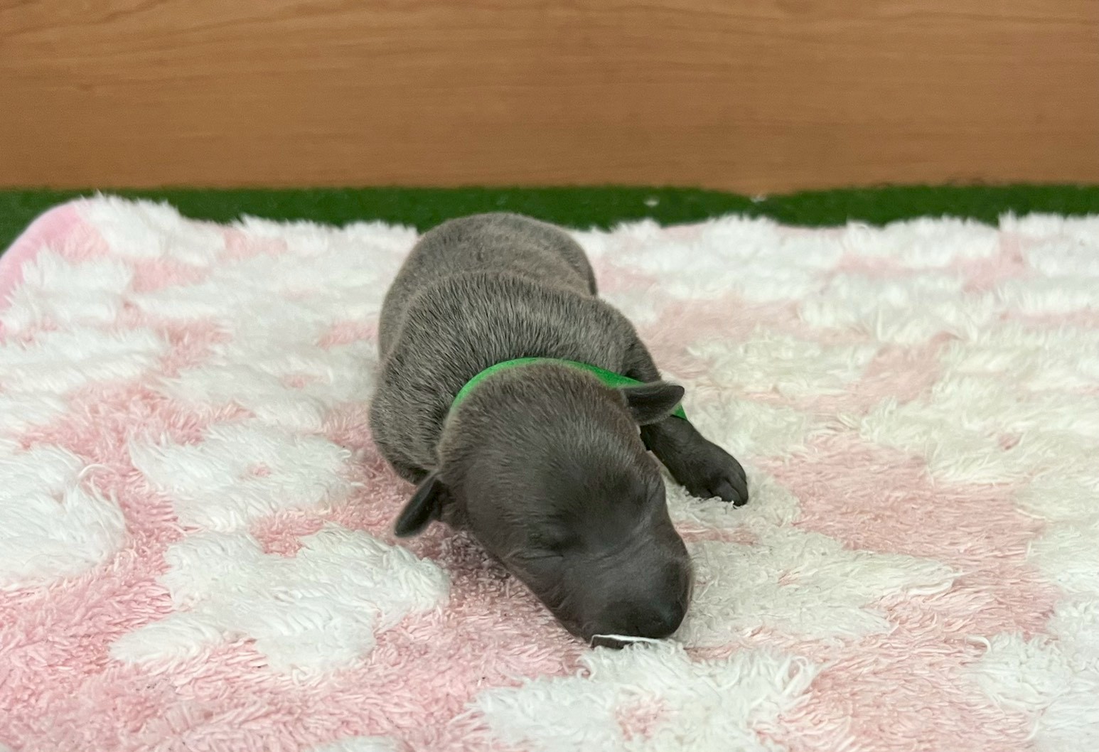 赤ちゃん写真1-1