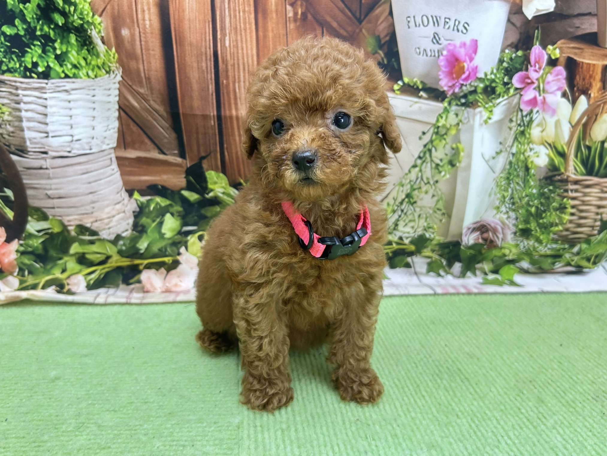 赤ちゃん写真3-2