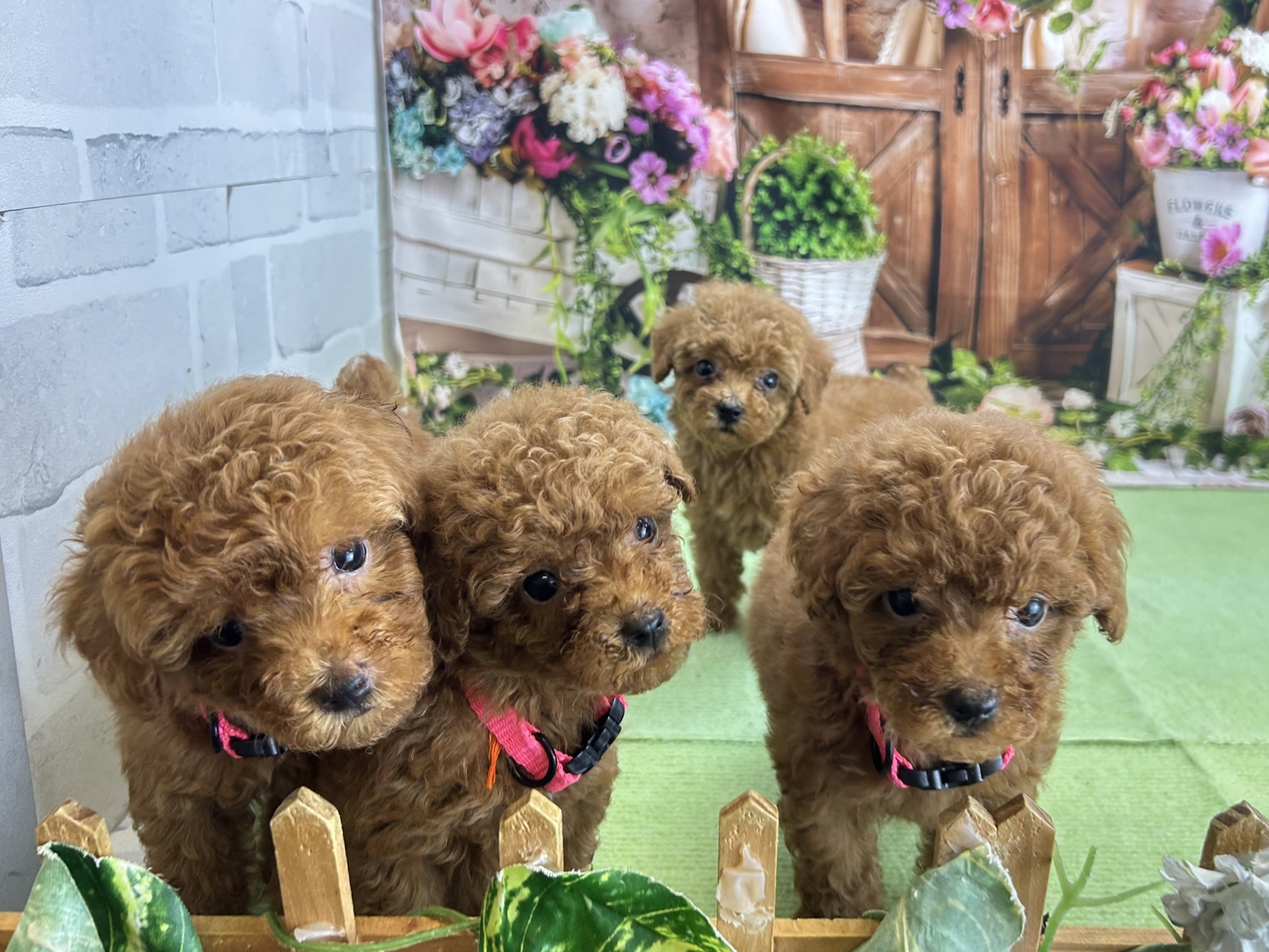 赤ちゃん写真3-3