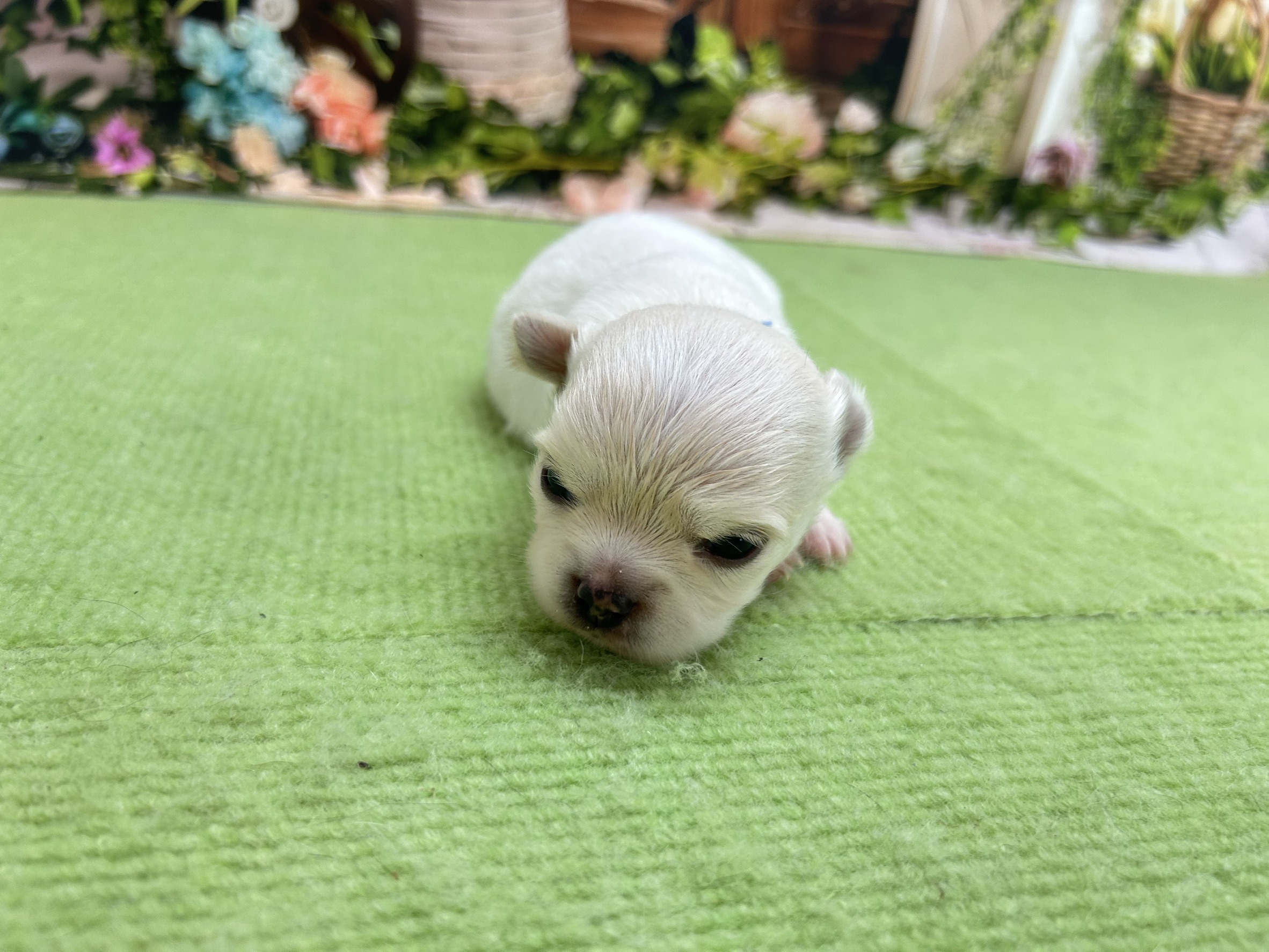 赤ちゃん写真1-1