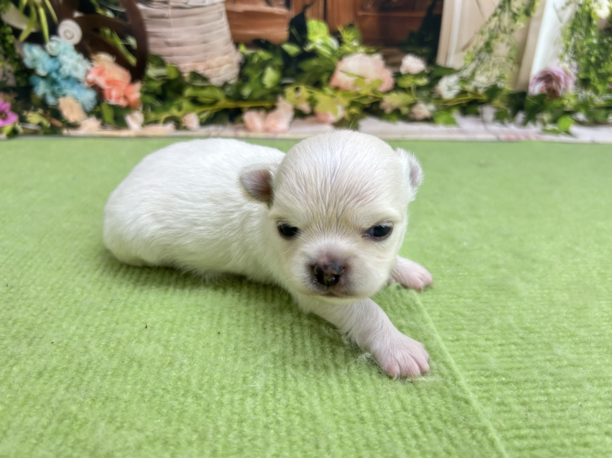 赤ちゃん写真1-2