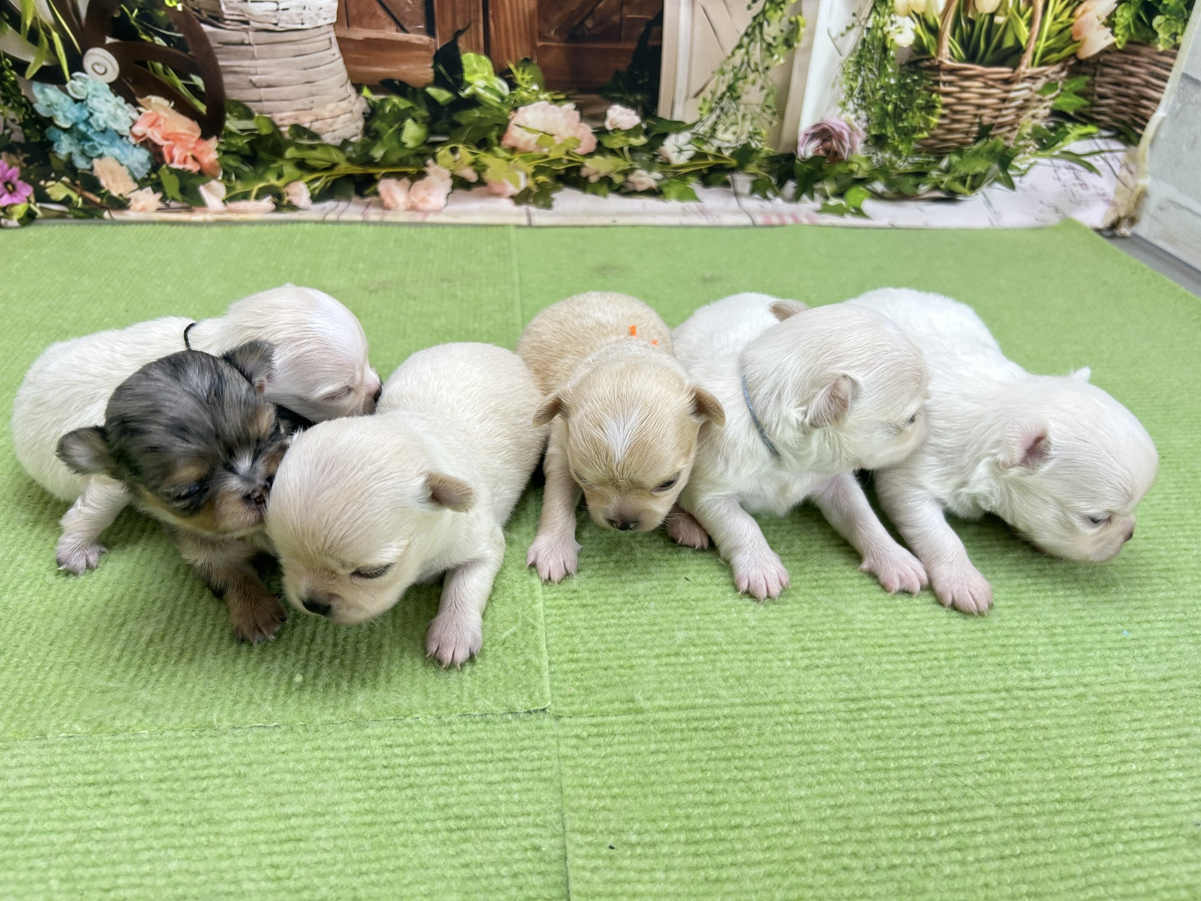 赤ちゃん写真1-3