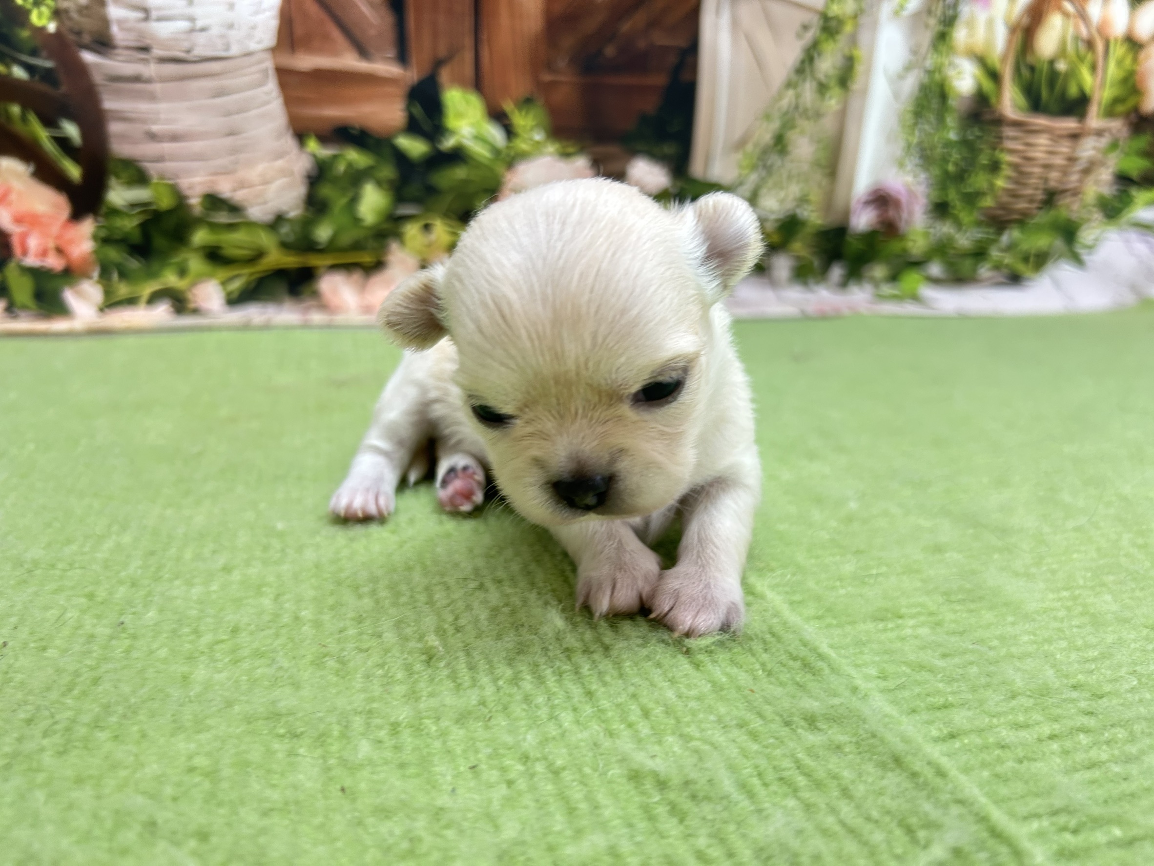 赤ちゃん写真1-1