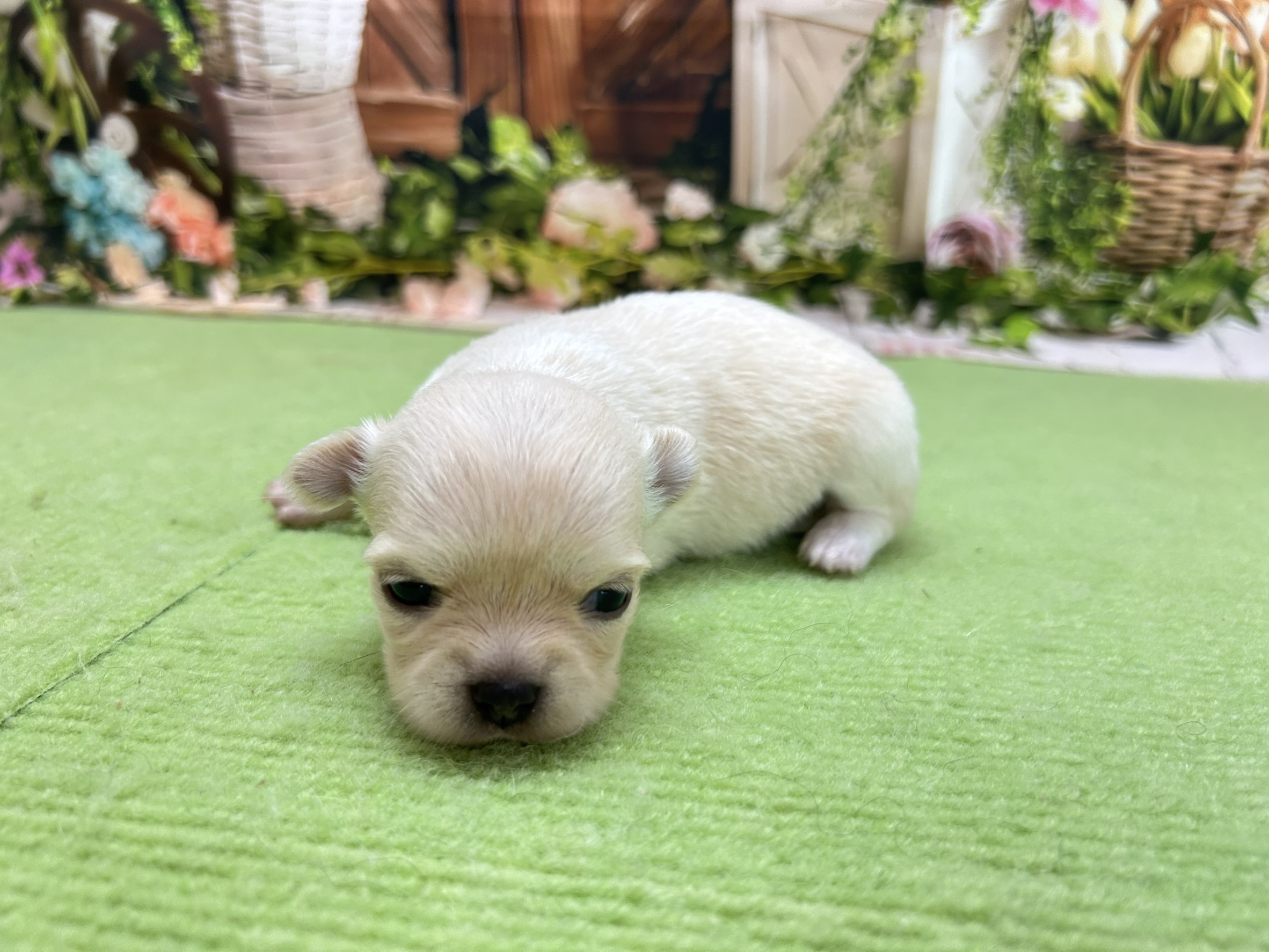 赤ちゃん写真1-2