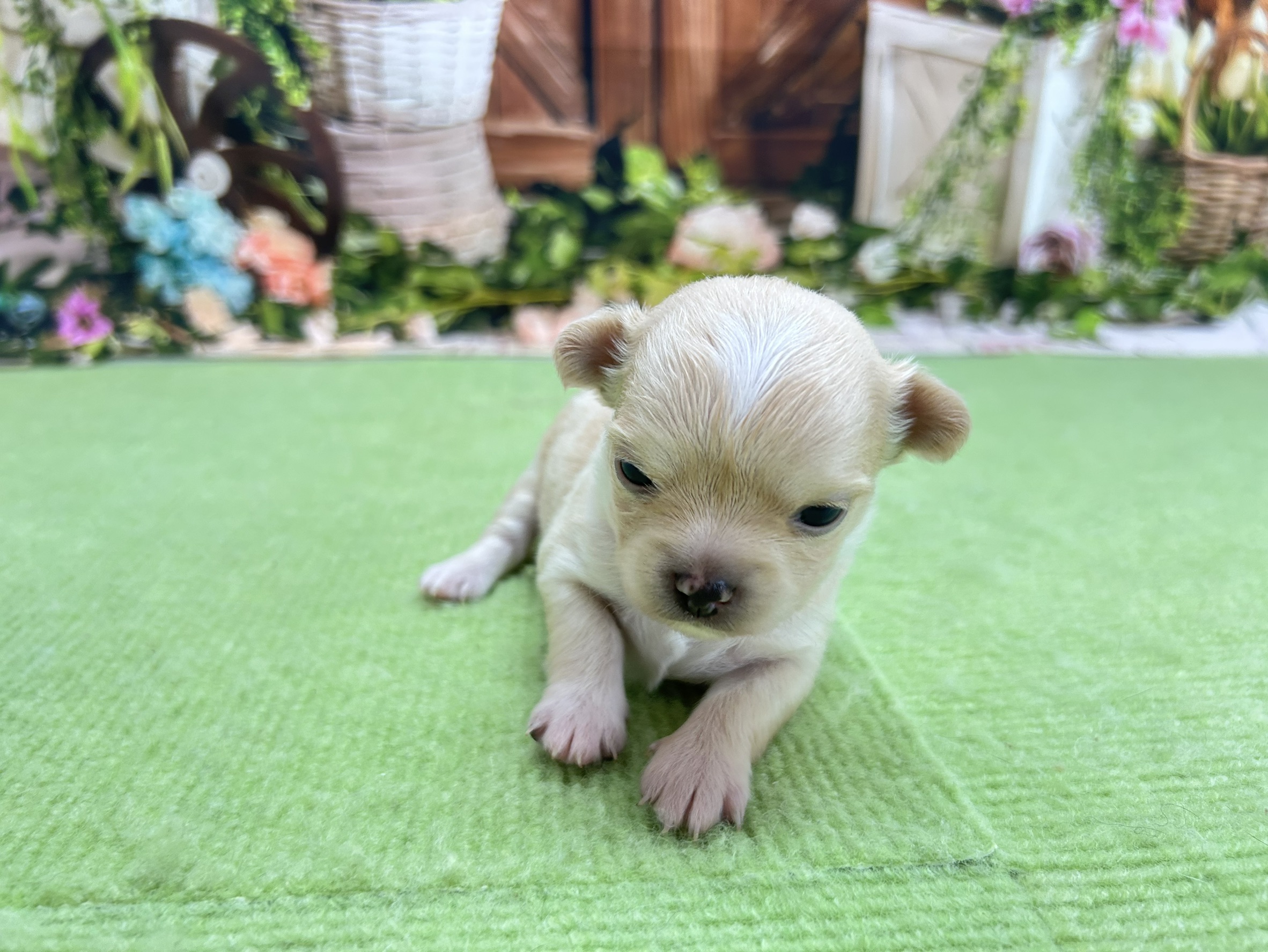 赤ちゃん写真1-1