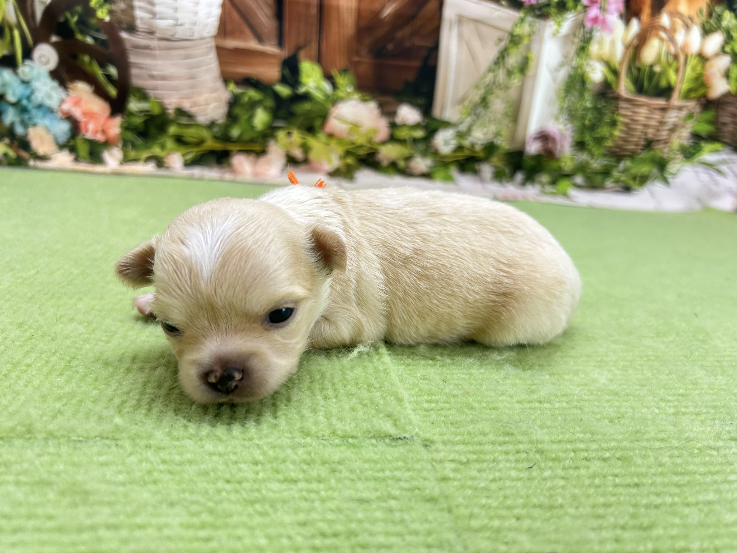 赤ちゃん写真1-2