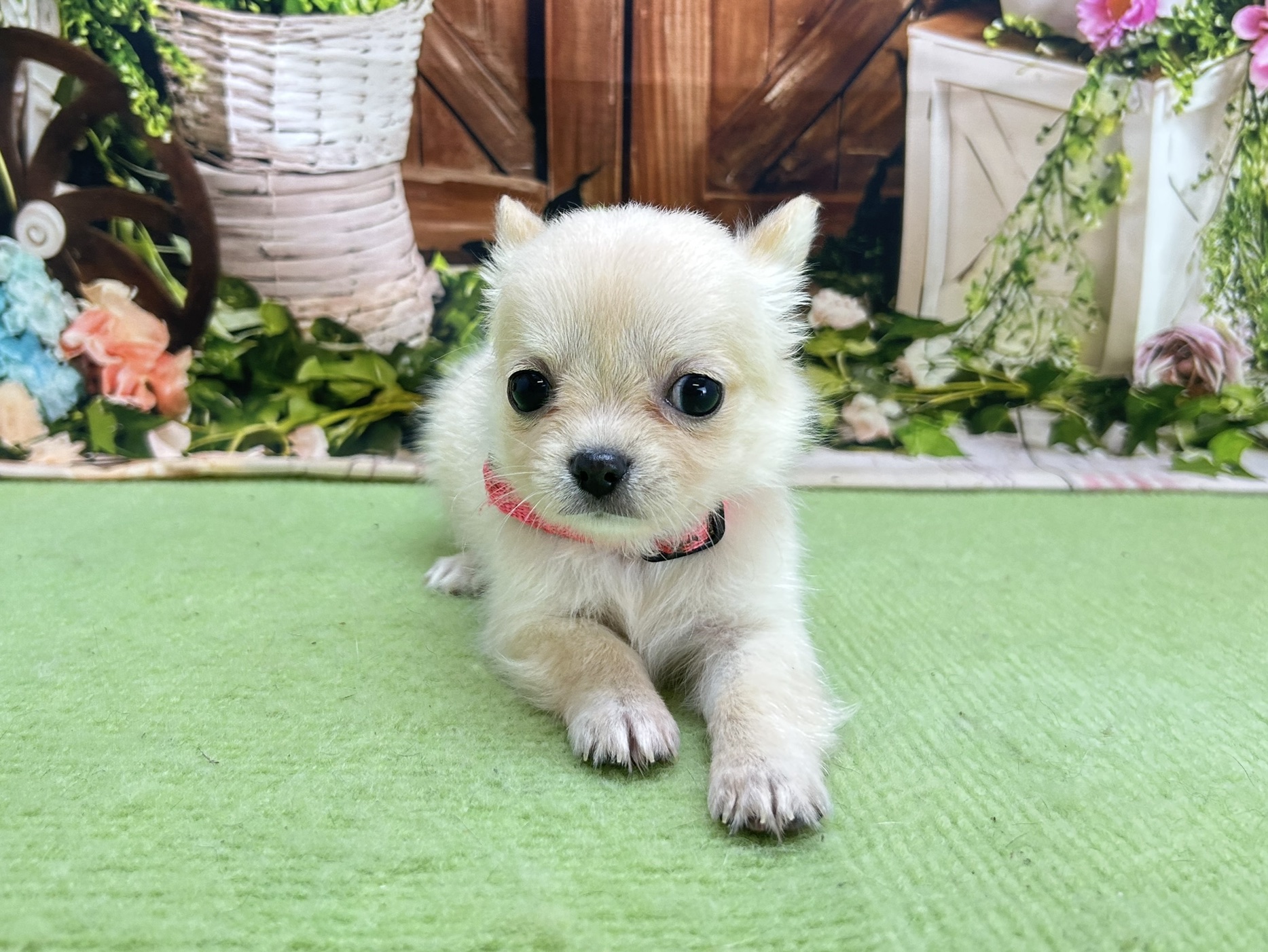 赤ちゃん写真3-1