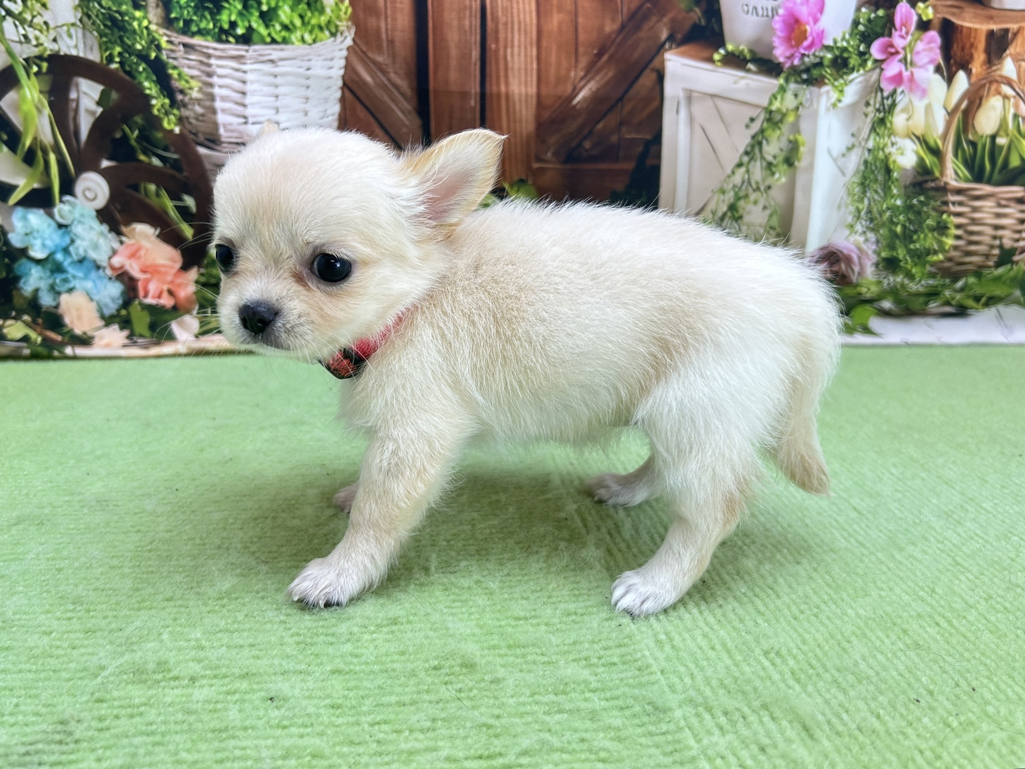 赤ちゃん写真3-2