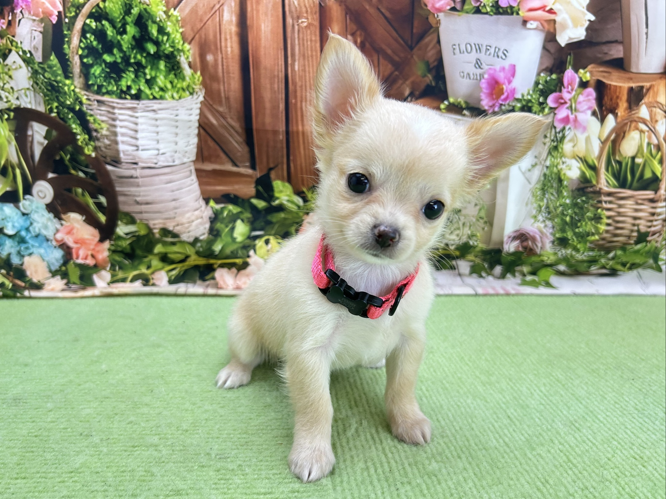 赤ちゃん写真3-1