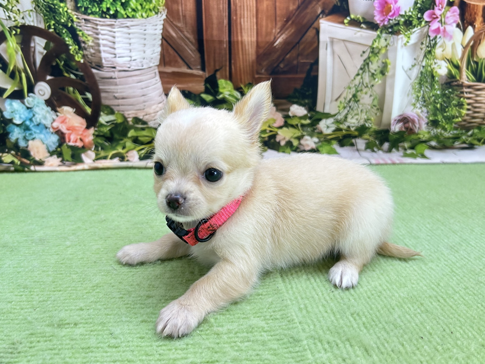 赤ちゃん写真3-2