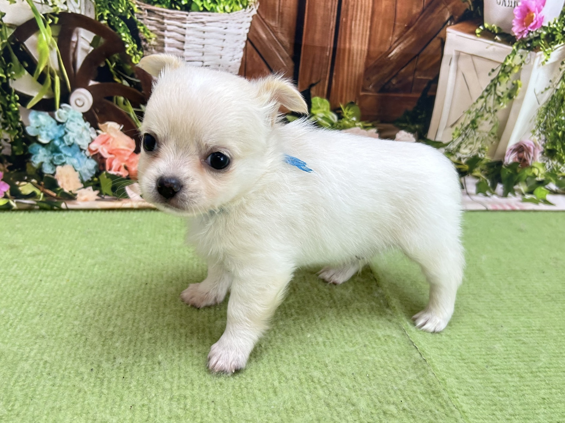 赤ちゃん写真2-2