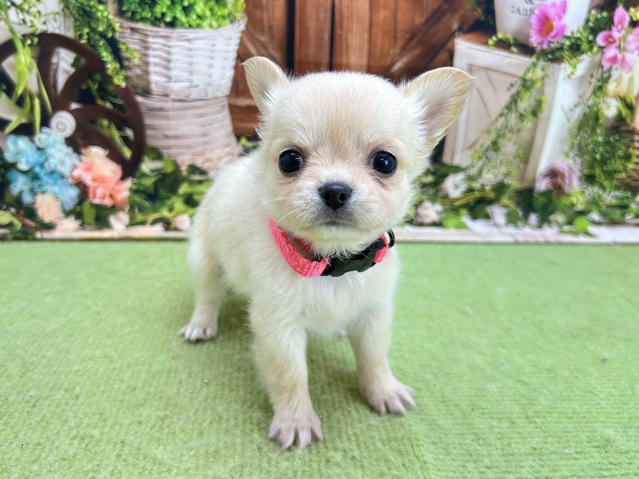 赤ちゃん写真2-1