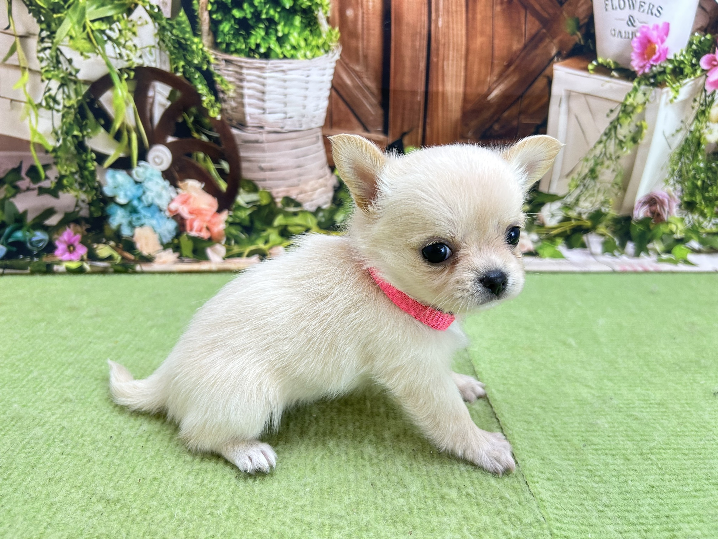 赤ちゃん写真2-2