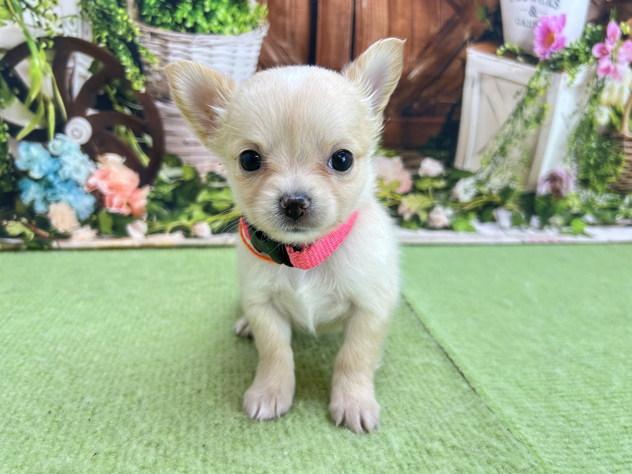 赤ちゃん写真2-1