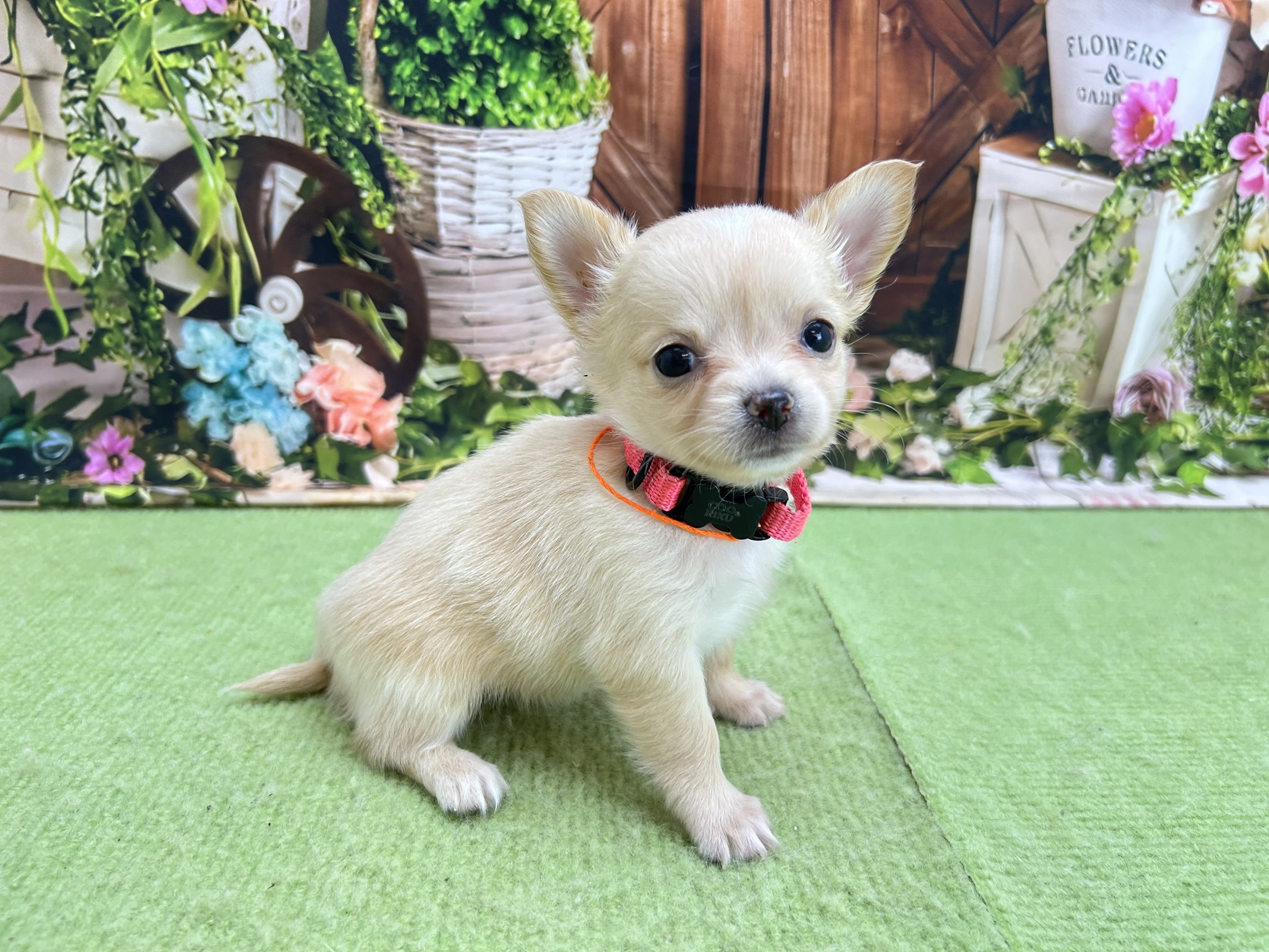 赤ちゃん写真2-2