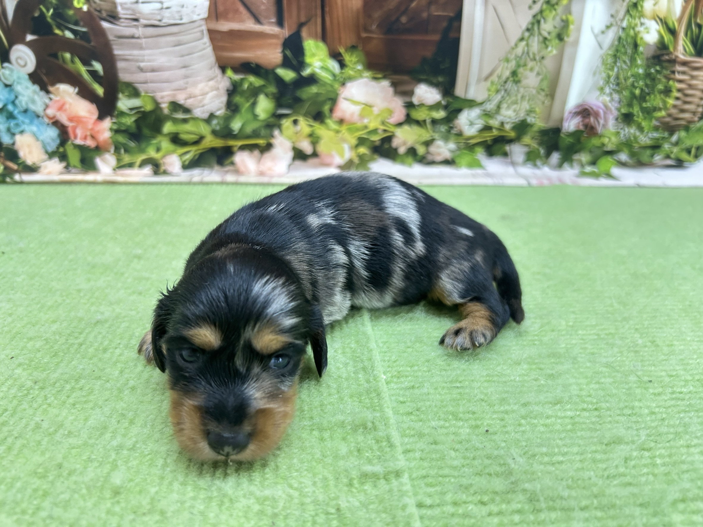 赤ちゃん写真1-2