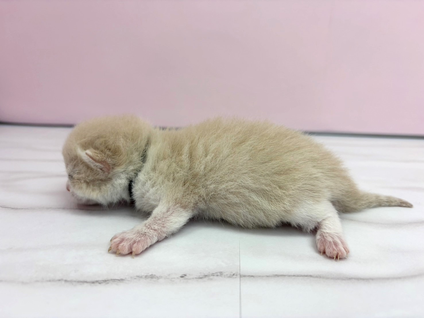 赤ちゃん写真1-2