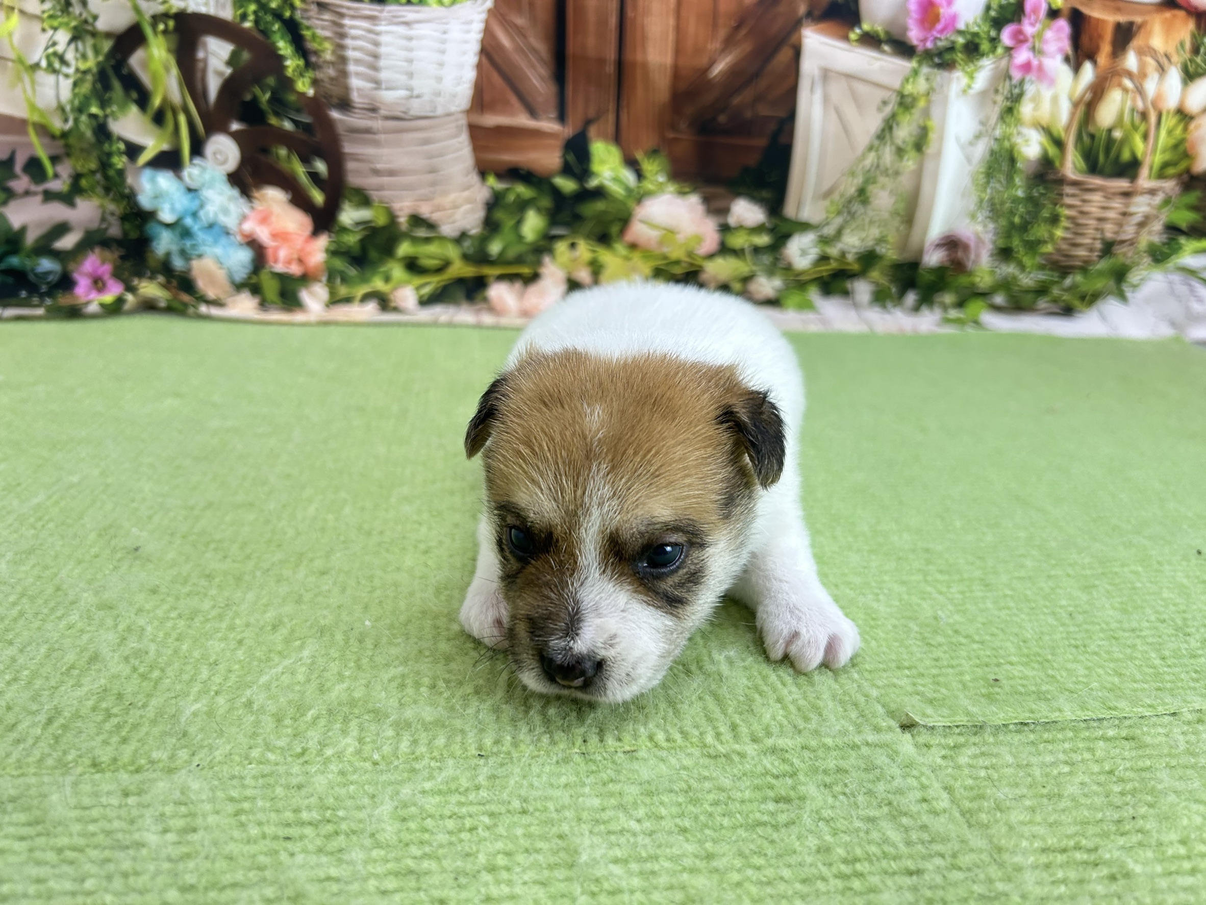 赤ちゃん写真1-1